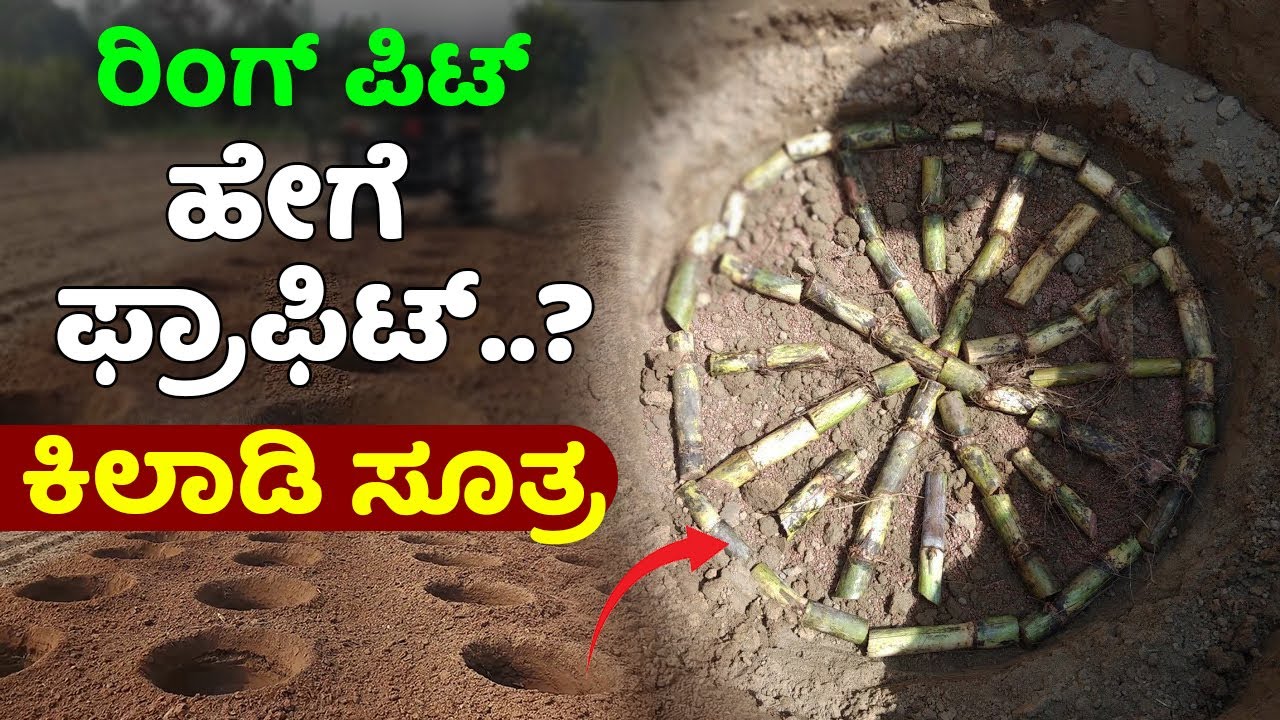 ರಿಂಗ್ ಪಿಟ್ ಕಬ್ಬು ಎಂತಹ ಕೃಷಿಕರಿಗೆ ಸೂಕ್ತ? ಎಷ್ಟು ಲಾಭಕರ? Ring pit method sugarcane cultivation techniques