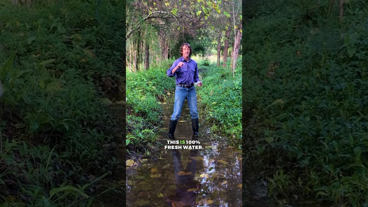 Permaculture strategies for capturing and utilizing water in arid landscapes 🌵💧#permaculture