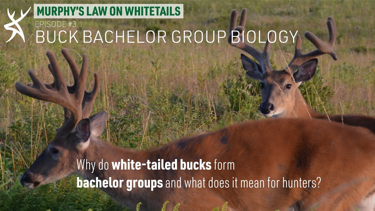 Buck Bachelor Group Biology [Murphy's Law On Whitetails]
