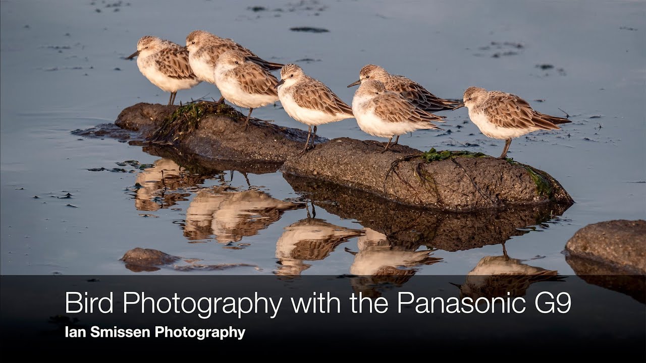Bird Photography with the Panasonic G9 and Panasonic Leica 100-400mm lens