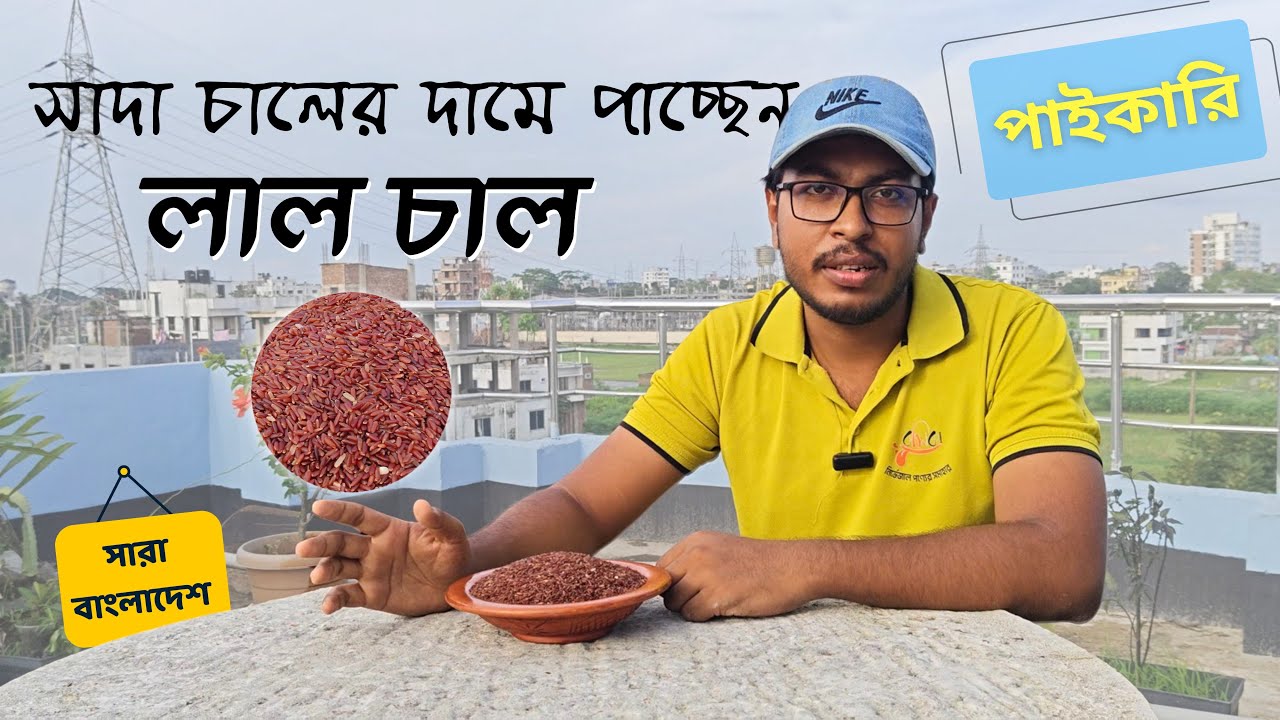 পাইকারি লাল চাল কোথায় পাবেন? বোরো ধানের লাল চালের সেরা দাম | রসিক শপ