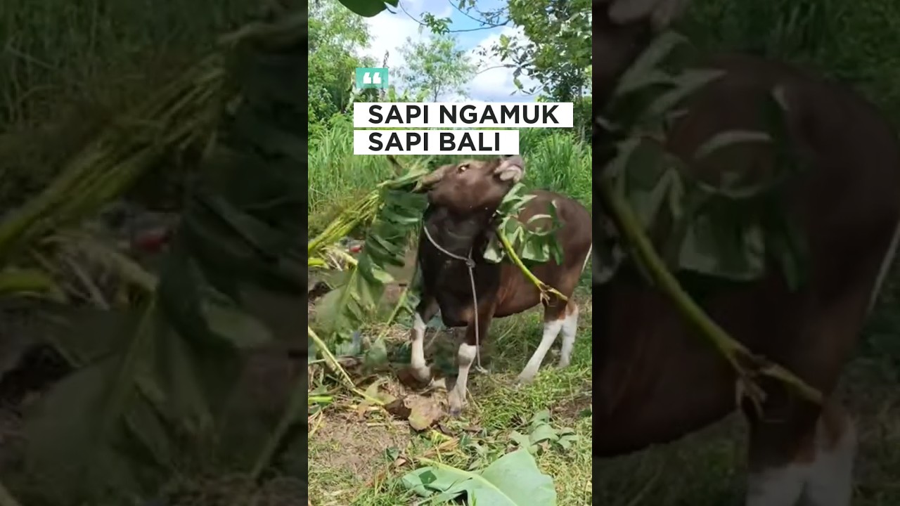 sapi ngamuk, sapi kurban, sapi Bali #shorts #cutecow #lembu #bull