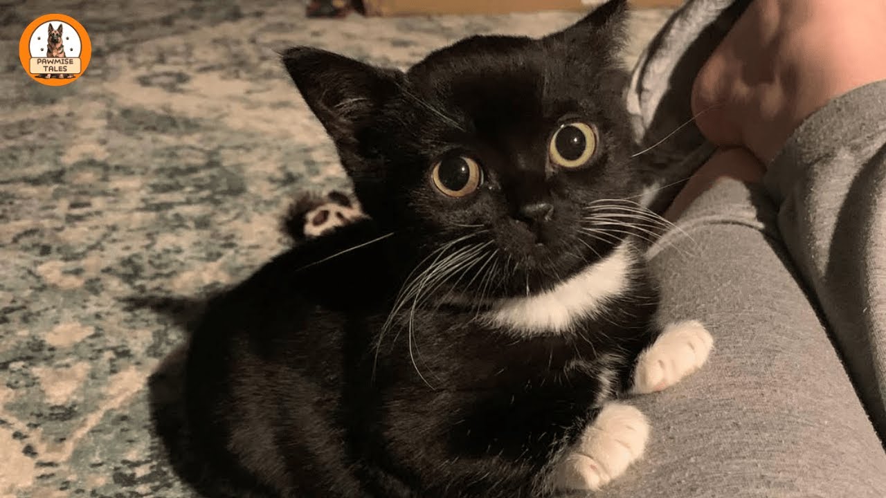 This Cat Never Grew Up…But Her Love Is Endless