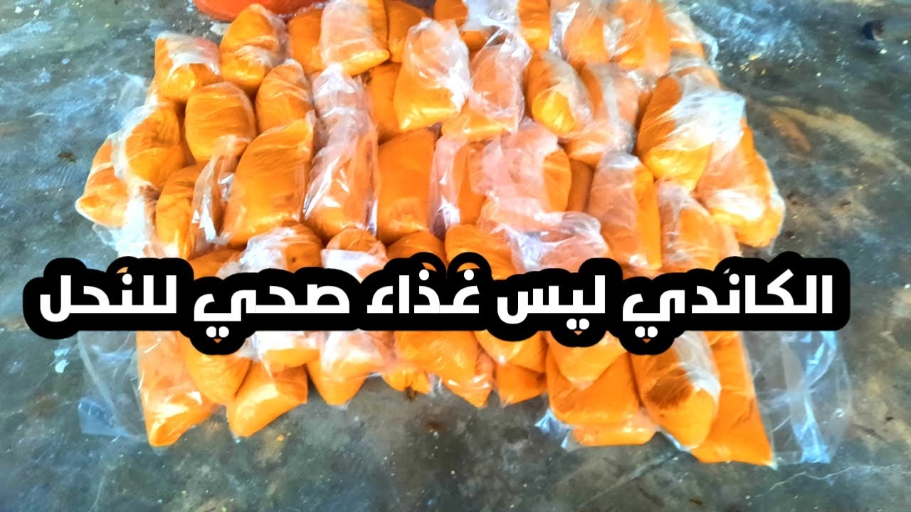 الكاندي العجينه البروتينيه ليست حل لتغذيه النحل