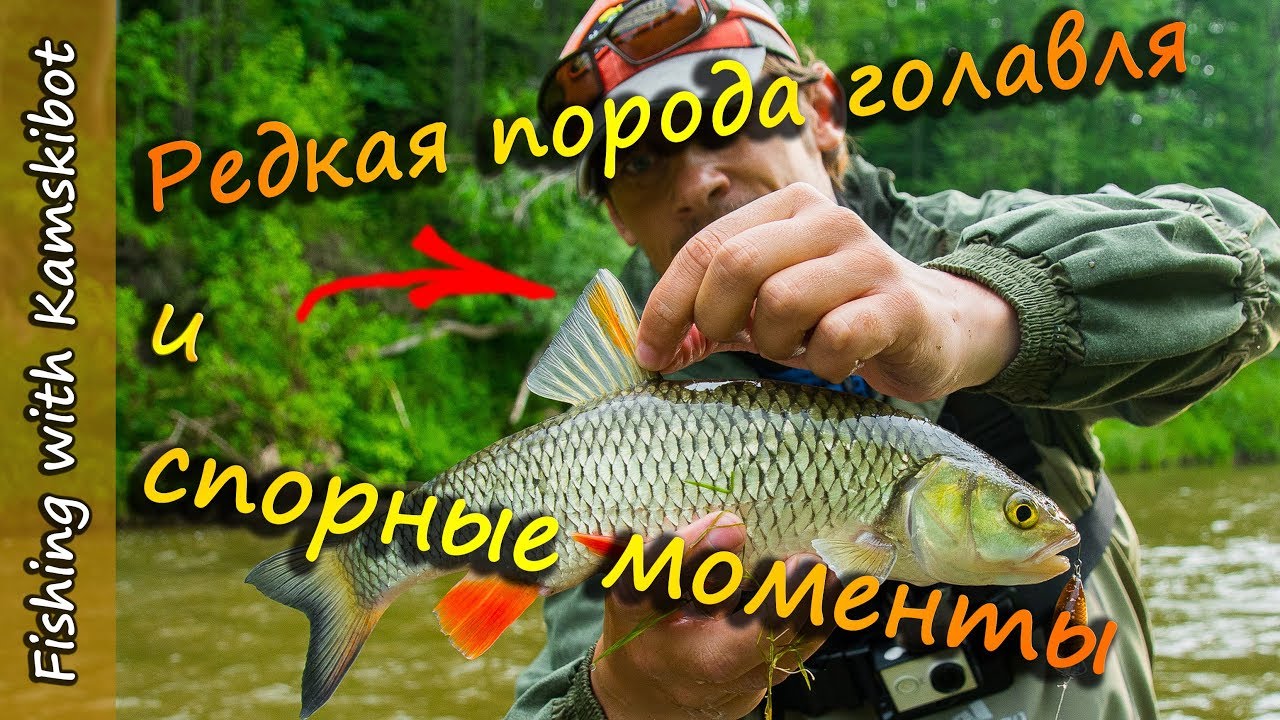 Ловля голавля на перекате в начале лета, оснастки и снасти для ловли голавля. [Пора ловить Голавля]