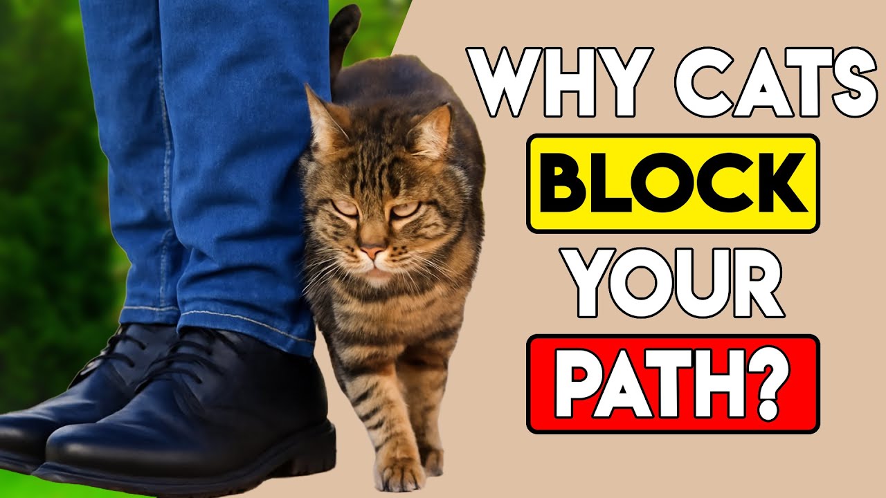 If Your Cat Blocks Your Path, This Is What They&rsquo;re Trying to Say Something