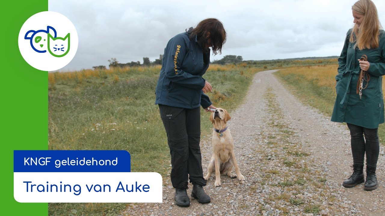 KNGF Sponsorpup Auke | Training van Auke