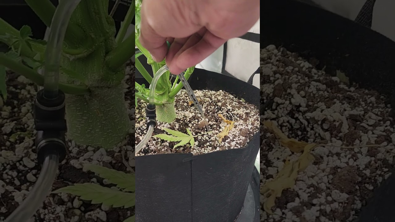 Growing Cannabis Using Fish Water! INSANE RESULTS!!!! #Cannabis #aquaponics #aquaculture