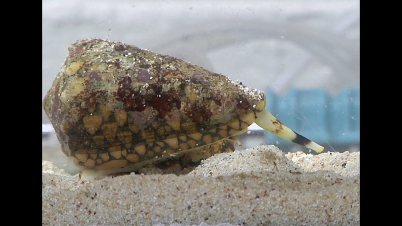 Cone Snails