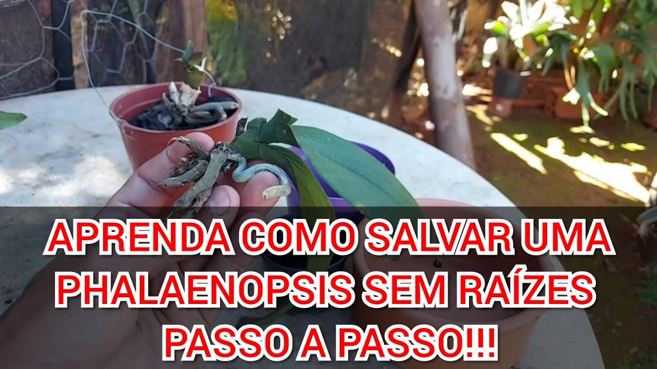 COMO SALVAR UMA PHALAENOPSIS SEM RAÍZES!!!