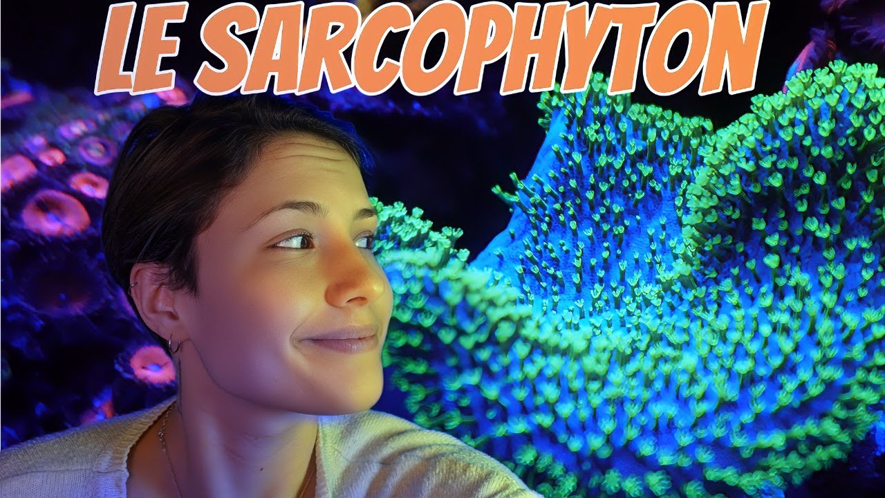 De L'Acropora Au Zoanthus - Le Sarcophyton un merveilleux corail !