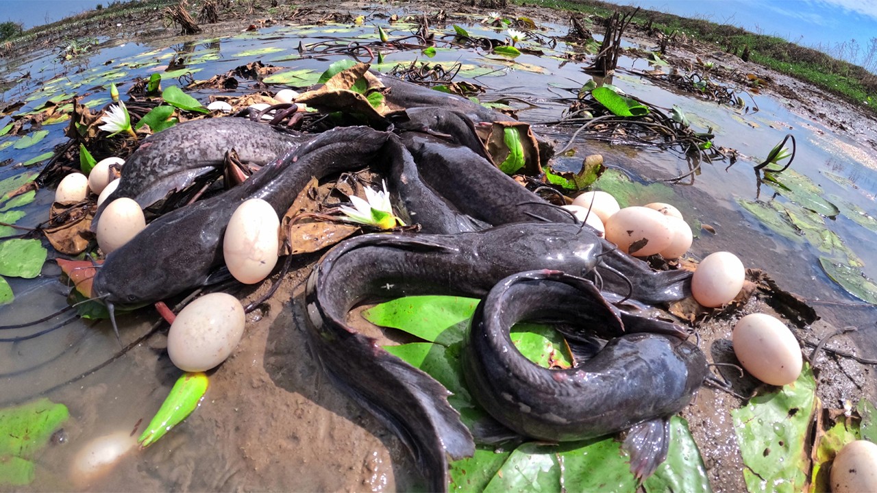 Wow Skills Fishing - Fisherman catch a lot of fish and eggs in mud water by best hand