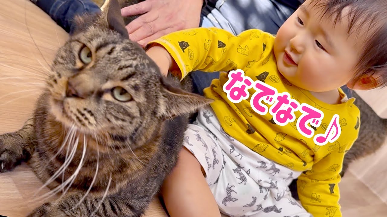 【なでなで修行】赤ちゃんの愛情表現に猫達困惑w