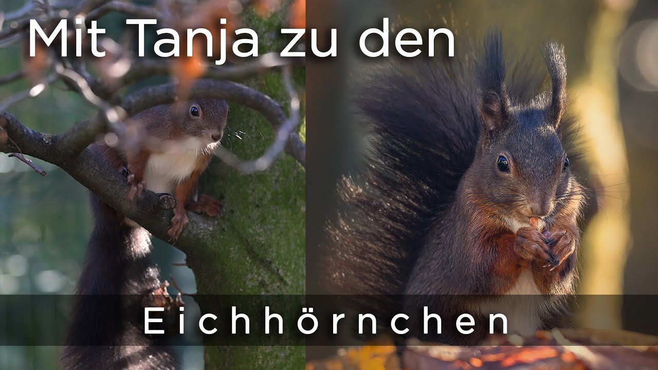 Mit Tanja Brandt zu den Eichhörnchen