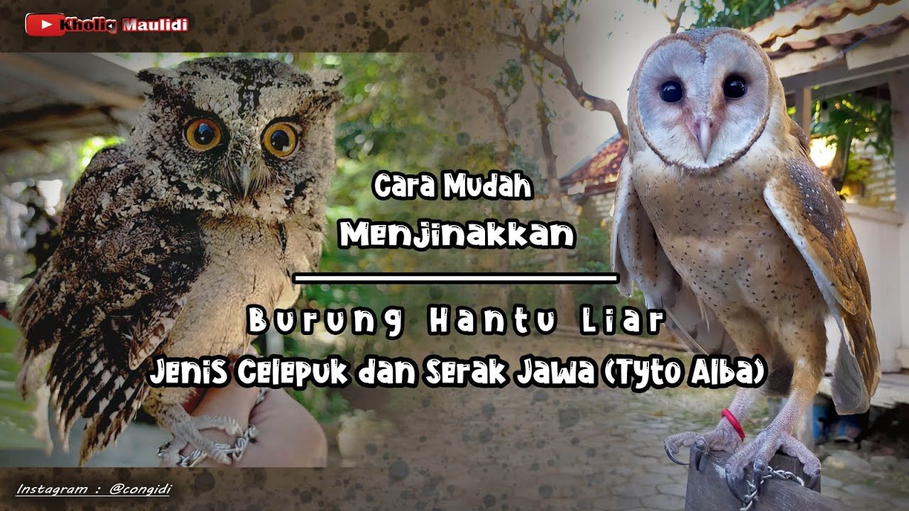 Cara Menjinakkan Burung Hantu Liar (Celepuk & Tyto Alba) - Di Jamin Luluh dan Jinak