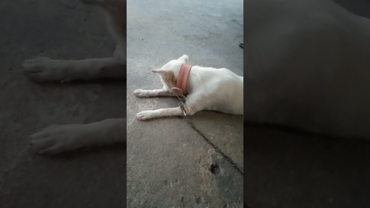 Baantay lobo Kung makulit