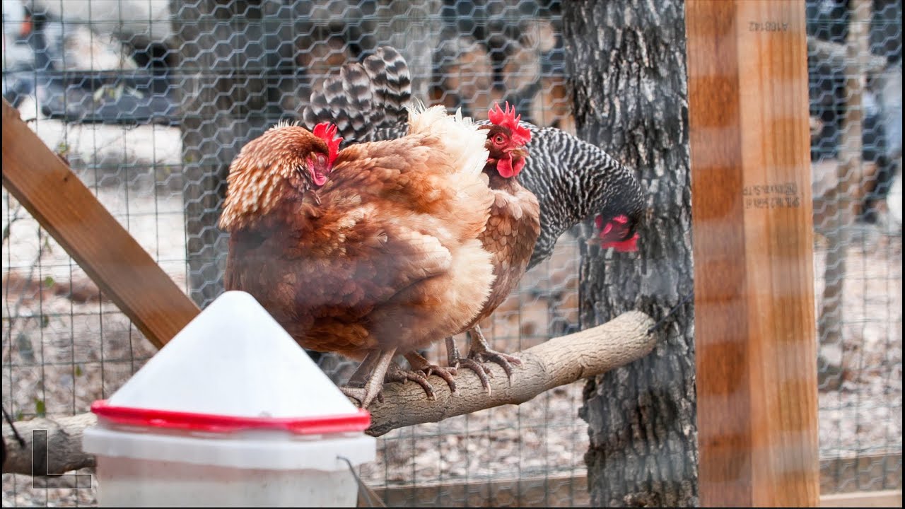 We Gave Our Chickens Weed (To Keep Warm In The Snow)
