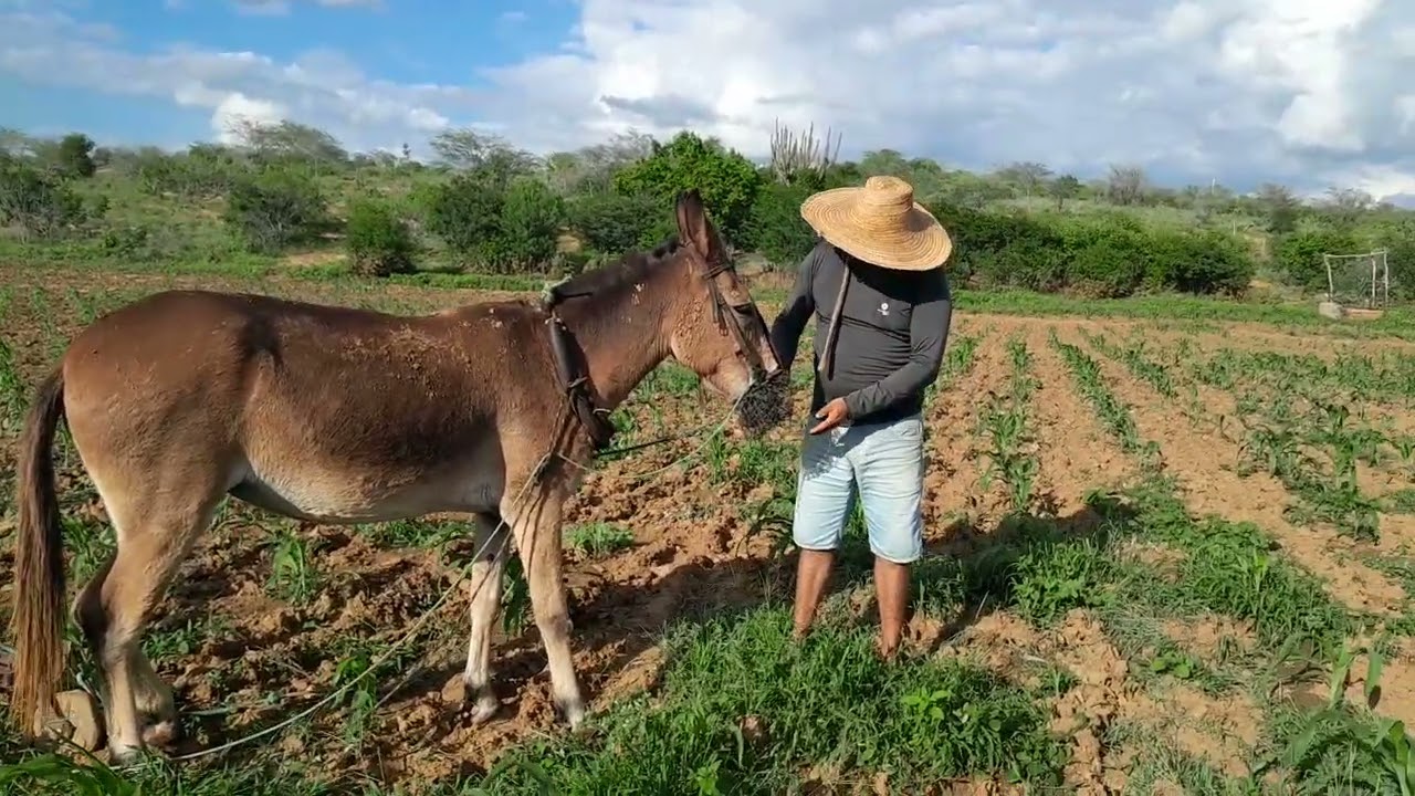 Conversando com o matuto 