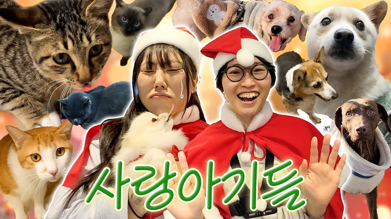 유기동물 보호소에 등장한 아주 특별한 산타들🎅