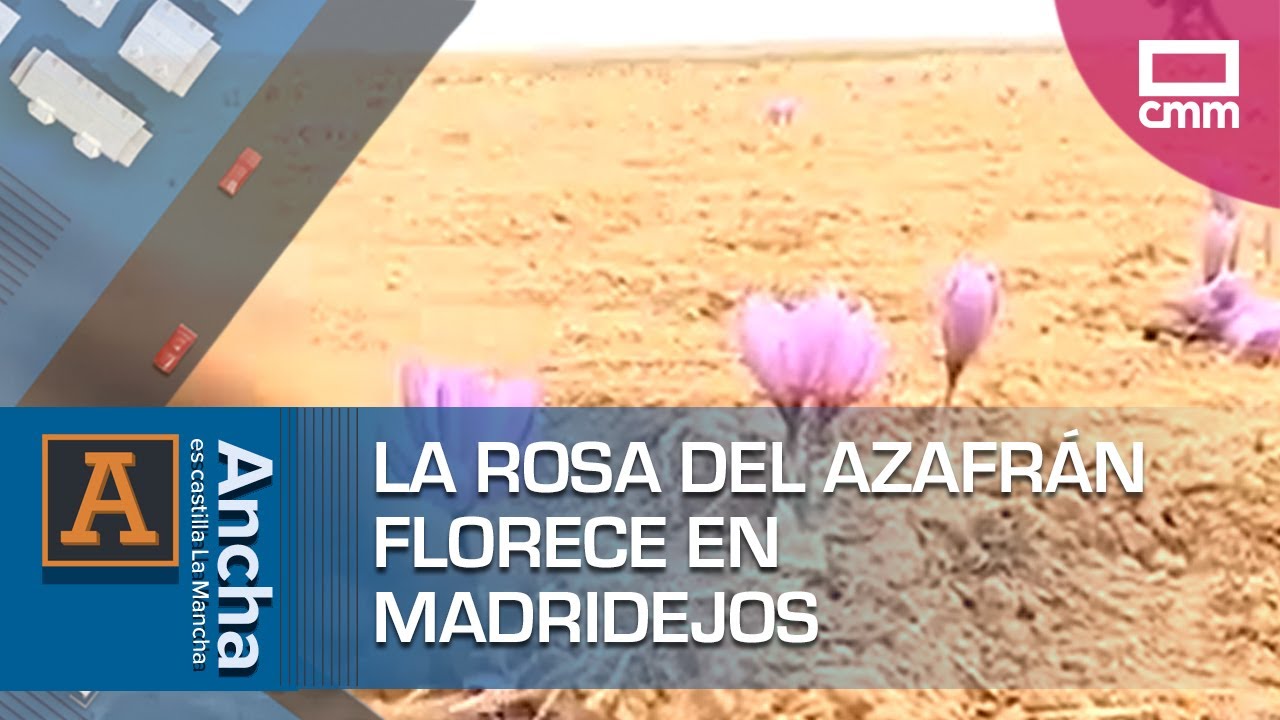 La rosa del azafr&aacute;n florece en Madridejos | Ancha es Castilla-La Mancha