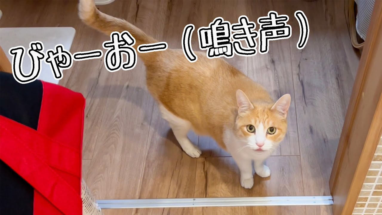相変わらず洗面所でのアピールだけやけに激しいねこ