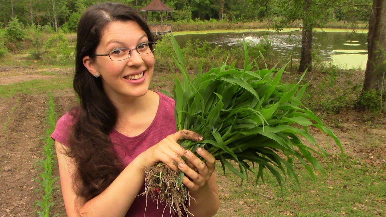 Transplanting Corn?! ~ Garden Experiment to Grow MORE FOOD