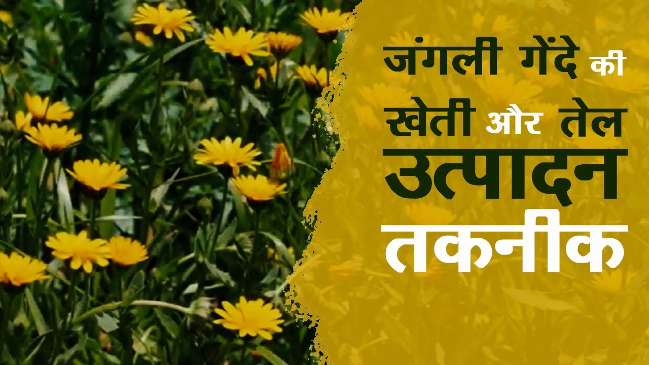Wild Marigold Production Technology (H)