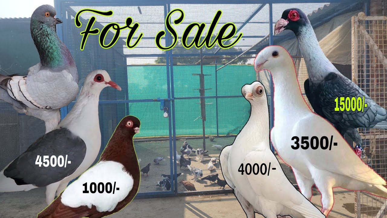 Syrian Swift, Short face, Velvet, Porter, English modina for sale in Meerut. Imran bhai 8445344040