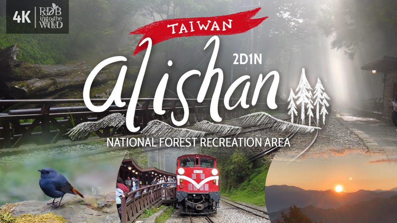 Alishan National Forest | Scenic Forest Railway Ride | Sunrise | Chill Hike [Taiwan Vlog 1]