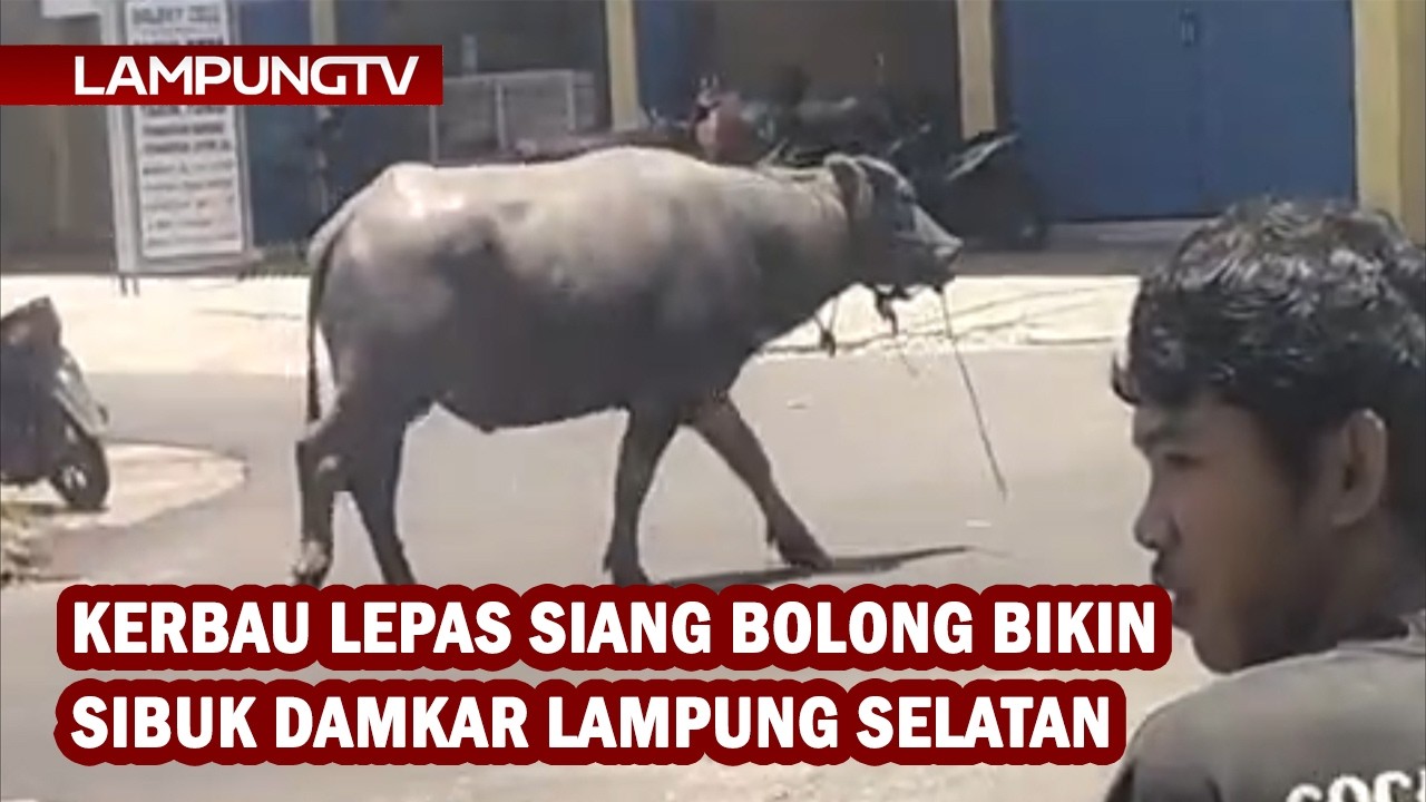Kerbau Lepas Siang Bolong Bikin Sibuk Damkar Lampung Selatan