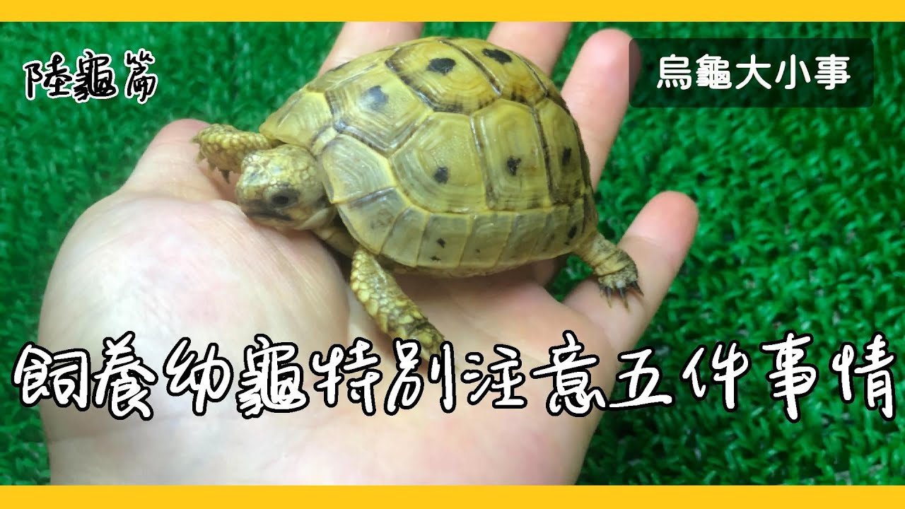 飼養幼龜五個不可忽視的重點!!!陸龜篇《烏龜大小事》