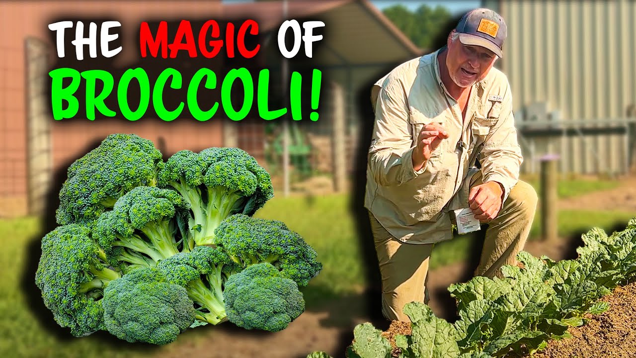 How To Be Successful At Growing Broccoli