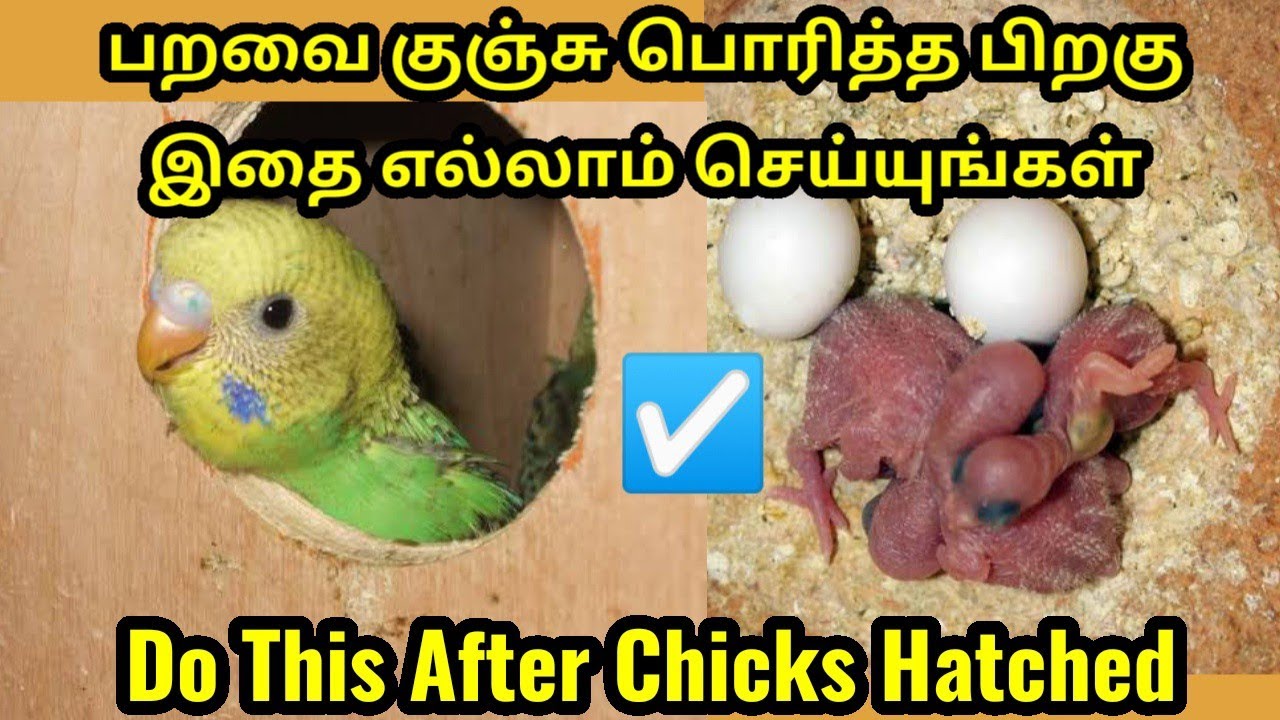 How To Care Pet Birds New Born Chicks ? || Foods To Provide & Foods To Avoid For Chicks in Tamil