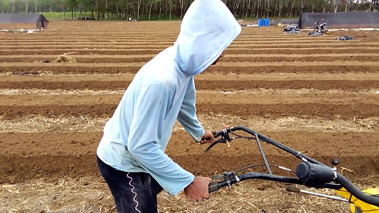 Pengadukan pupuk dasar d sertai perapihan langsung..
