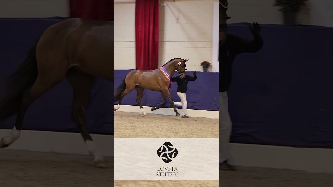 Verbier, champion of the 2024 Oldenburg stallion Licensing