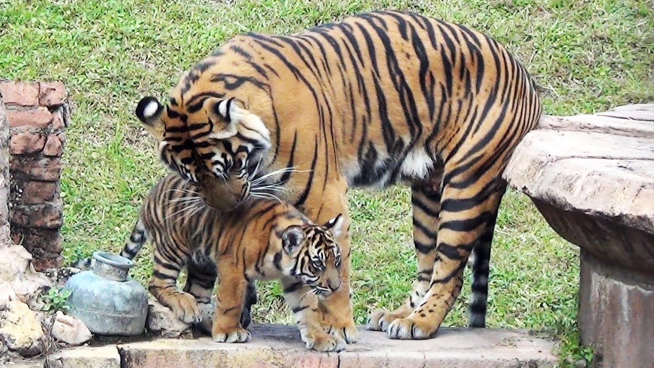 New Sumatran Tiger Cubs Play at Disney's Animal Kingdom Park, Maharajah Jungle Trek - Disney World
