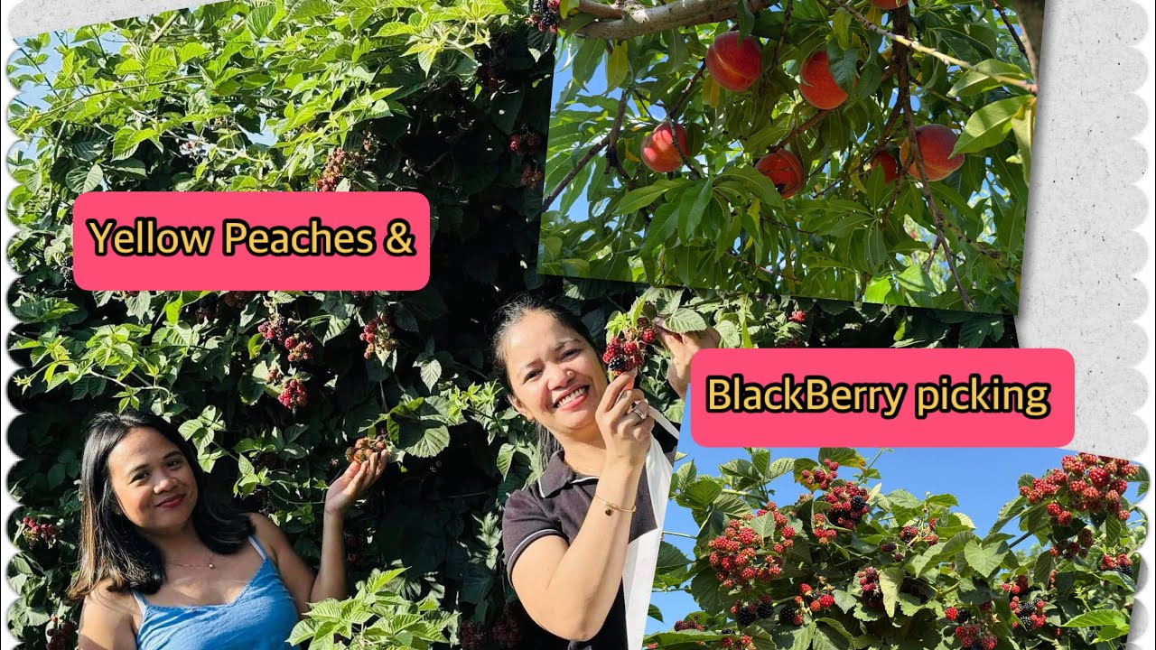 PEACH AND BLACKBERRY PICKING 2025