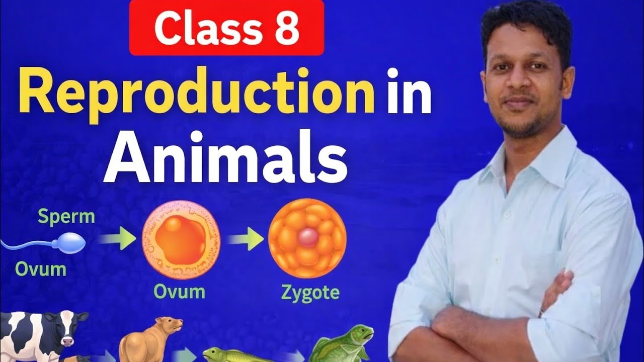 Reproduction in Animals One Shot Revision | Class 8 NCERT | Exam Preparation