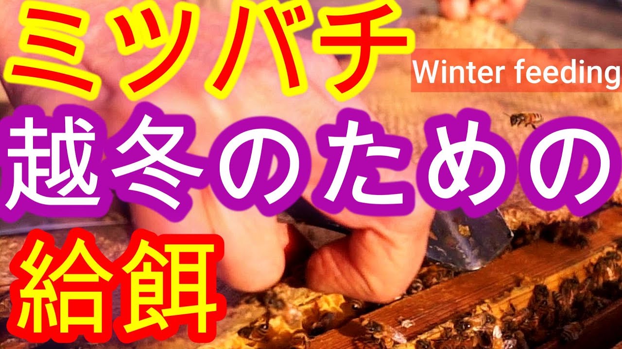 晴蜂雨読 No. 71／ミツバチの越冬に向けた餌の補給について／必要悪としての越冬給餌の追加はどうして必要になるのか？／2025年11月、その1／山崎亮一／日英字幕付／ Winter feeding