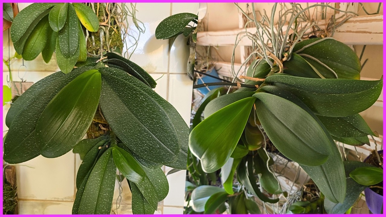 COMO TER PHALAENOPSIS GIGANTES 🪴🌸☝️