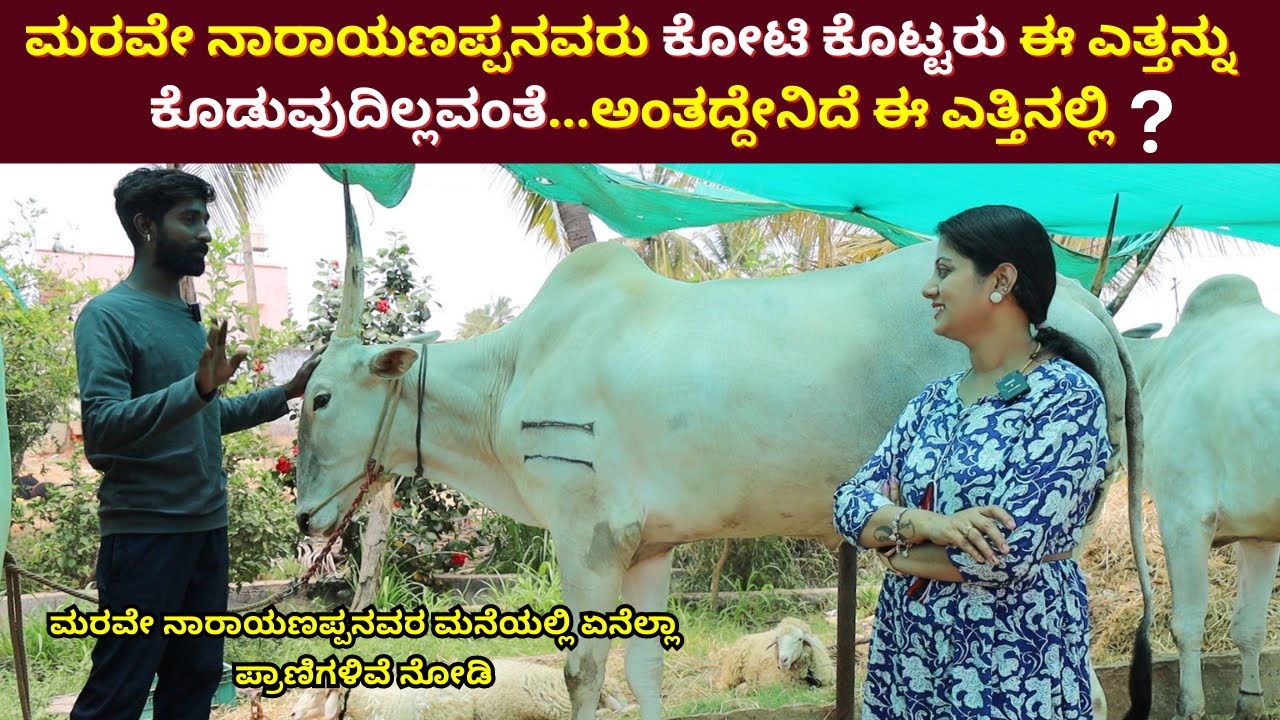 ಮರವೇ ನಾರಾಯಣಪ್ಪನವರು ಕೋಟಿ ಕೊಟ್ಟರು ಈ ಎತ್ತನ್ನು ಕೊಡುವುದಿಲ್ಲವಂತೆ !! ಅಂತದ್ದೇನಿದೆ ಈ ಎತ್ತಿನಲ್ಲಿ 👉 Hallikar