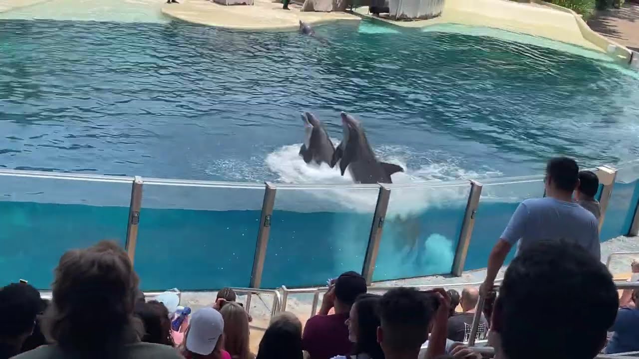 Dolphins making it happen