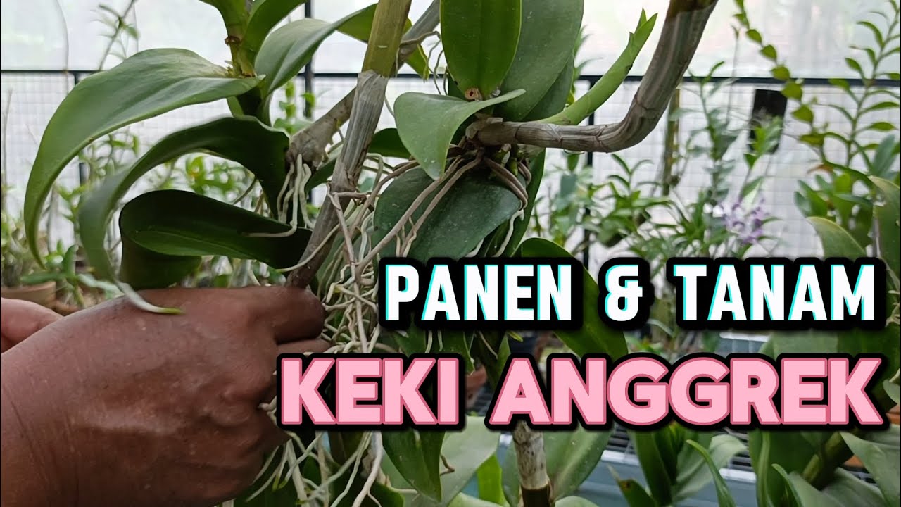 Cara panen dan tanam keki anggrek #fsfr #dendrobium #greenhouse #anggrek #keki