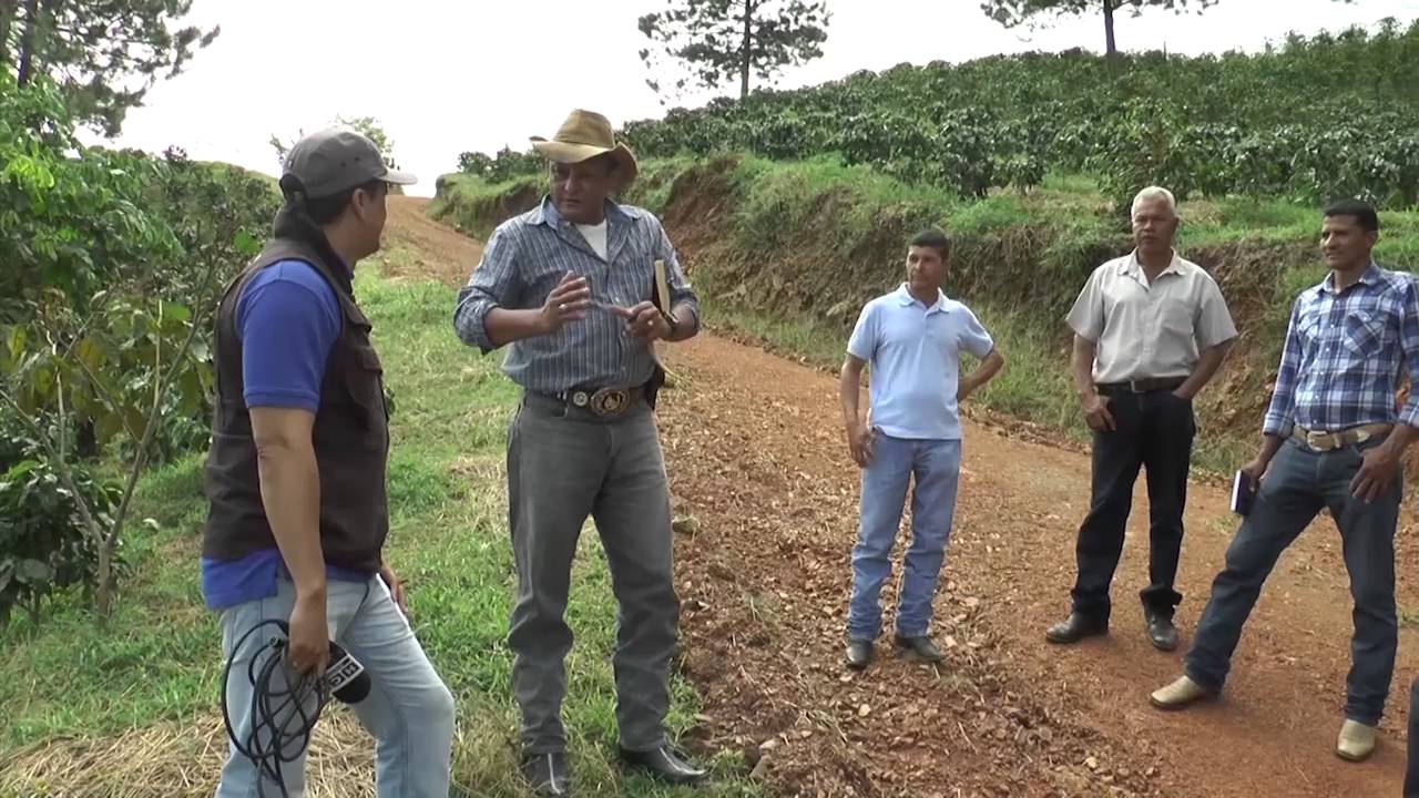 Danlí el primer productor de café en Centroamérica