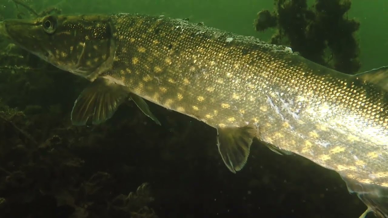 Straussee 10 4 2023