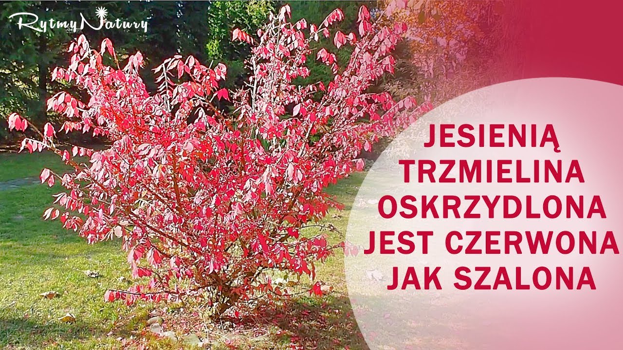 To już jesień gdy trzmielina oskrzydlona jest czerwona jak szalona!