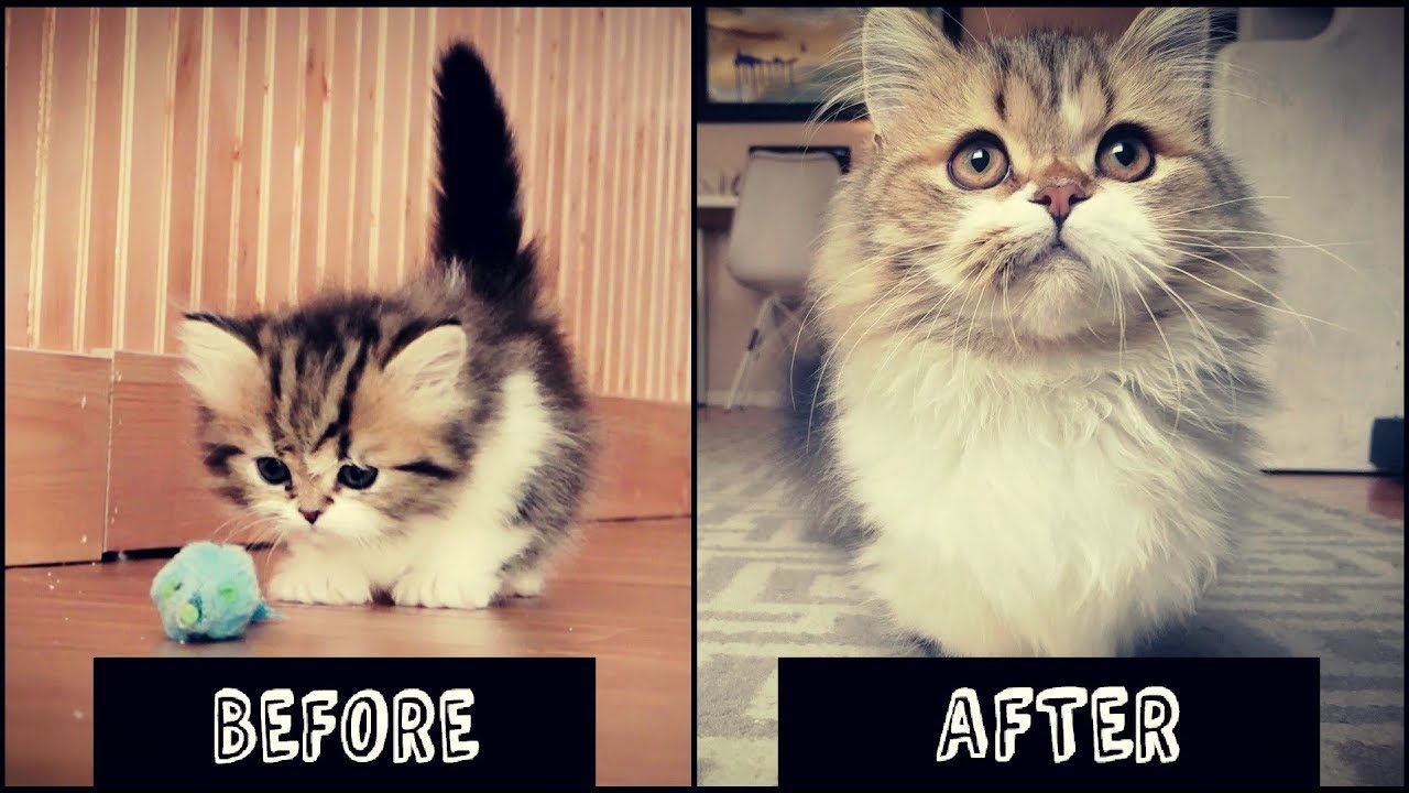 Munchkin Kitten Growing Up