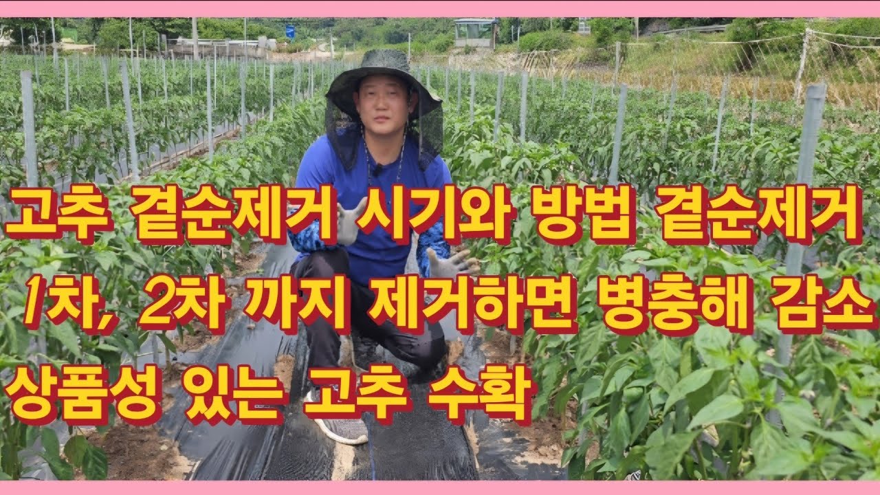 고추 곁순제거 시기와 방법 및 곁순제거 1차, 2차 제거하면 병충해 감소, 상품성 있는 고추 수확(농사의신)