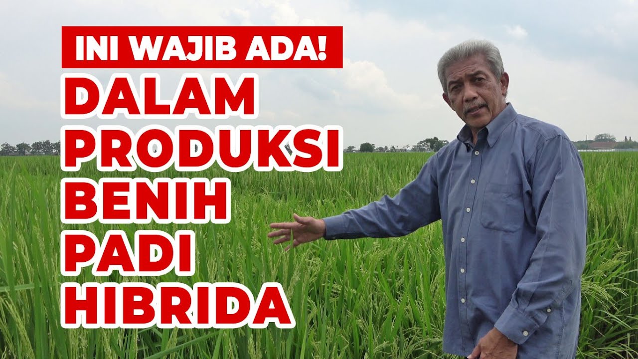 Produksi Benih Padi Hibrida [d'lapang]