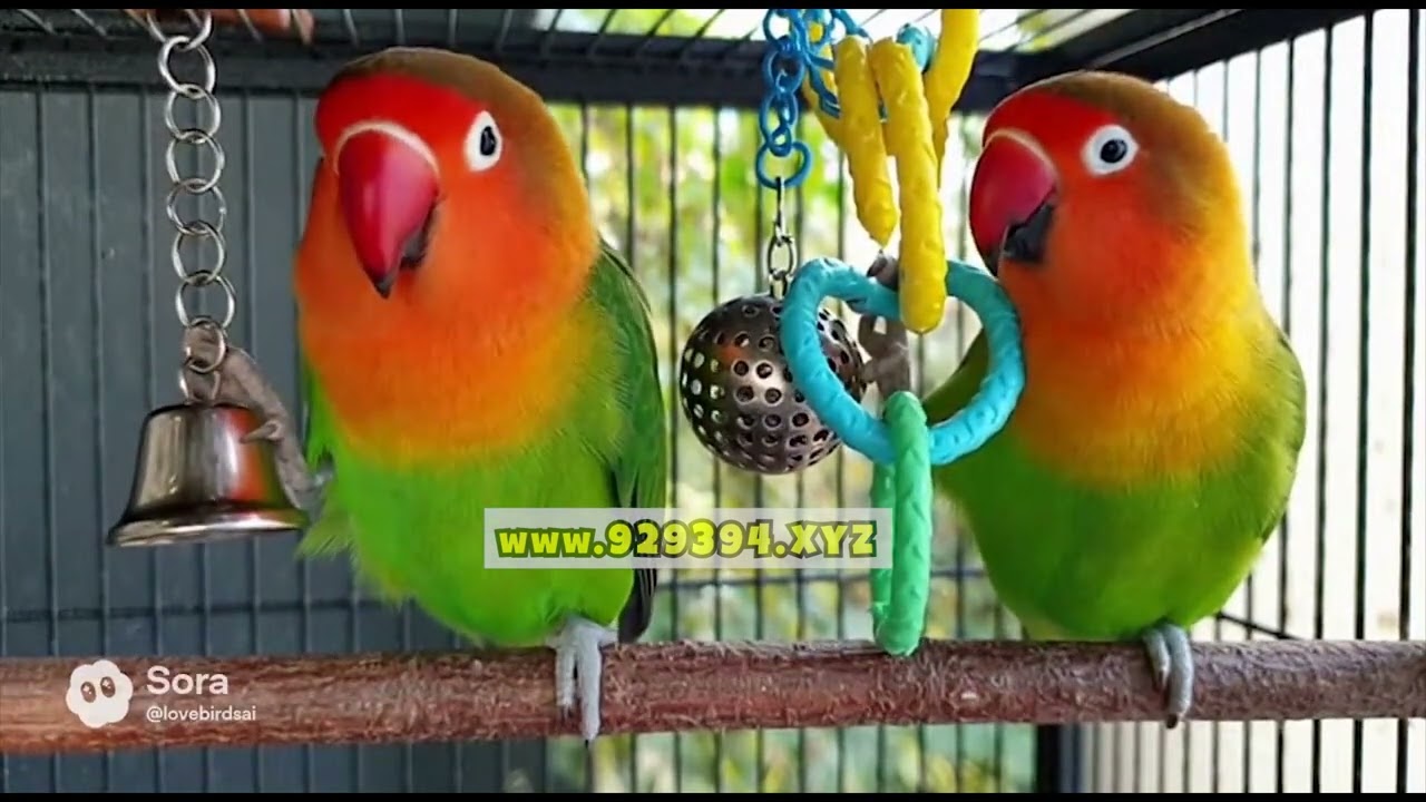 Fischer's Lovebird Parrots Playing with Toys in Cage - Agapornis Fischeri Chirping Fun Compilations